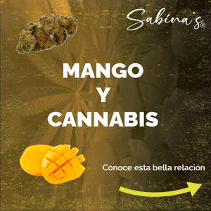 ¿Mangos y cannabis? Conoce esta bella relación