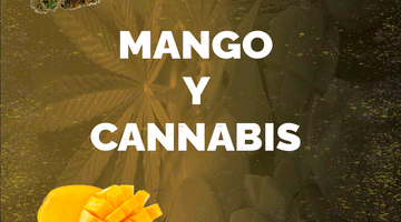 ¿Mangos y cannabis? Conoce esta bella relación